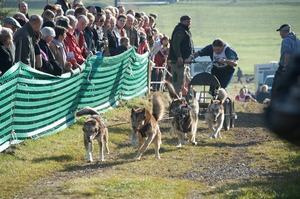 sleddogfriends2010-_106