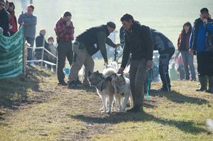 sleddogfriends2010-_52