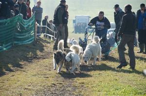 sleddogfriends2010-_55