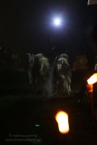 2013_11_01_schlittenhunderennen_041